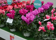 Next to new introductions to the Metalis and Tianis series, also in Helios again a few new varieties were added. Among others, we here see the 'litchi' (on the right) and the 'flame' (pink with white line, on the left)